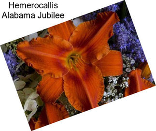Hemerocallis Alabama Jubilee