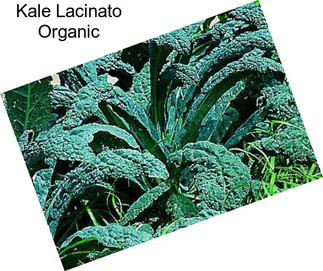 Kale Lacinato Organic