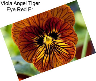 Viola Angel Tiger Eye Red F1