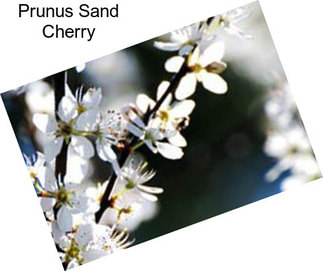 Prunus Sand Cherry