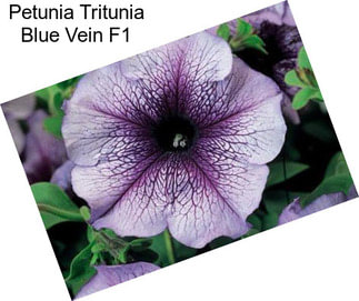 Petunia Tritunia Blue Vein F1
