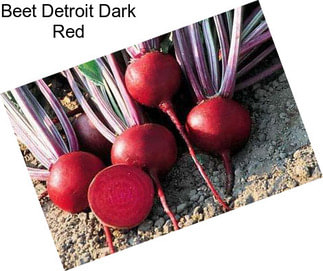 Beet Detroit Dark Red