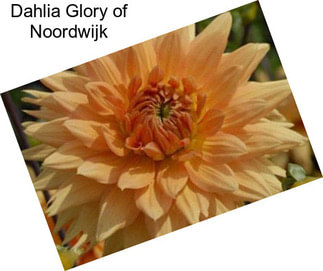 Dahlia Glory of Noordwijk