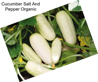 Cucumber Salt And Pepper Organic