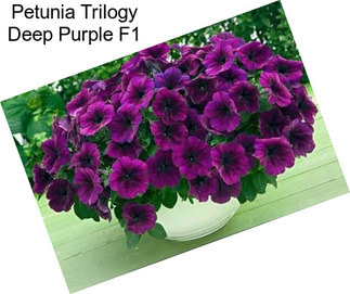 Petunia Trilogy Deep Purple F1