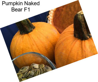 Pumpkin Naked Bear F1