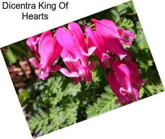 Dicentra King Of Hearts