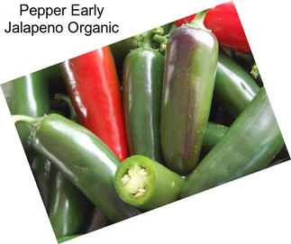 Pepper Early Jalapeno Organic