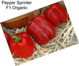 Pepper Sprinter F1 Organic