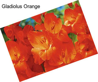 Gladiolus Orange