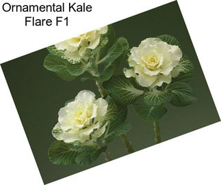 Ornamental Kale Flare F1