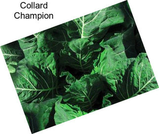 Collard Champion