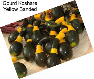 Gourd Koshare Yellow Banded