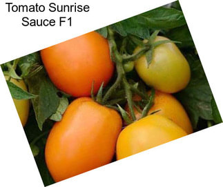 Tomato Sunrise Sauce F1