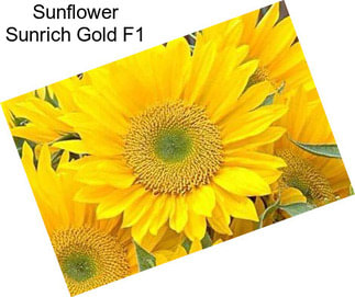 Sunflower Sunrich Gold F1