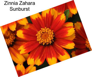 Zinnia Zahara Sunburst