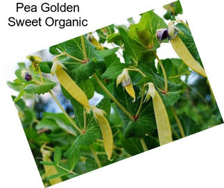 Pea Golden Sweet Organic