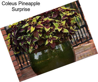 Coleus Pineapple Surprise