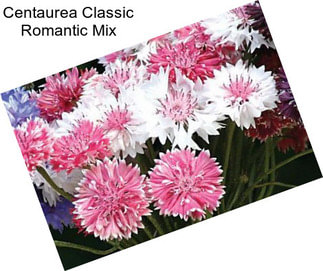 Centaurea Classic Romantic Mix