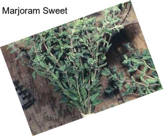 Marjoram Sweet