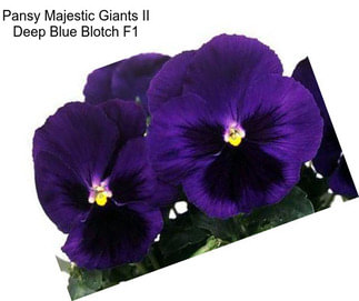 Pansy Majestic Giants II Deep Blue Blotch F1