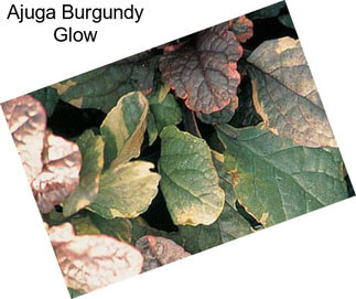 Ajuga Burgundy Glow