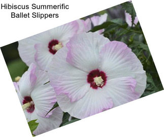 Hibiscus Summerific Ballet Slippers