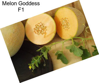 Melon Goddess F1