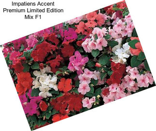 Impatiens Accent Premium Limited Edition Mix F1