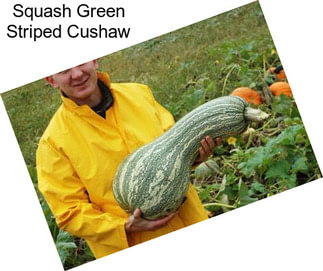 Squash Green Striped Cushaw