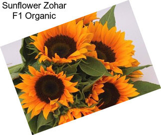 Sunflower Zohar F1 Organic