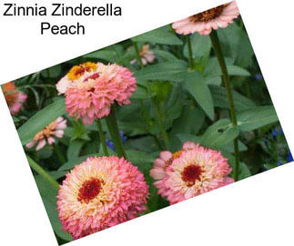 Zinnia Zinderella Peach