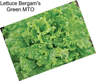 Lettuce Bergam\'s Green MTO