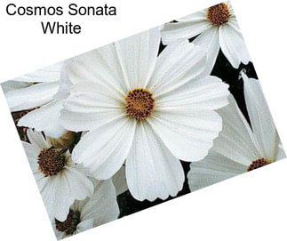 Cosmos Sonata White