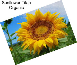 Sunflower Titan Organic