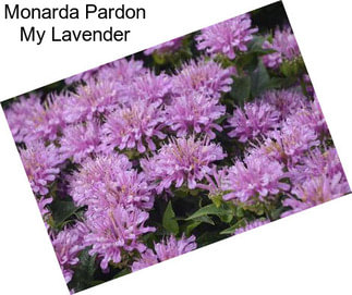 Monarda Pardon My Lavender