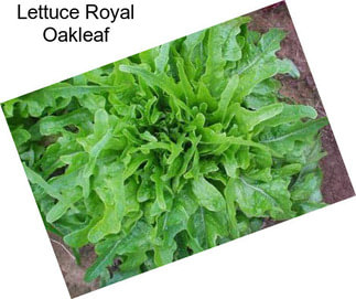 Lettuce Royal Oakleaf