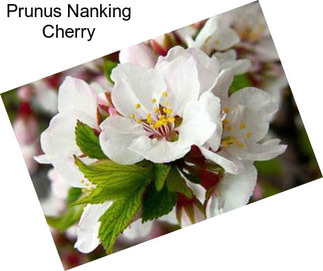 Prunus Nanking Cherry