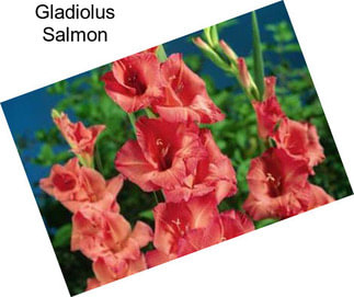 Gladiolus Salmon