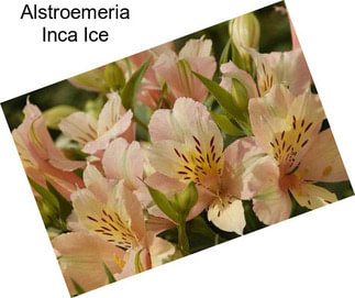 Alstroemeria Inca Ice