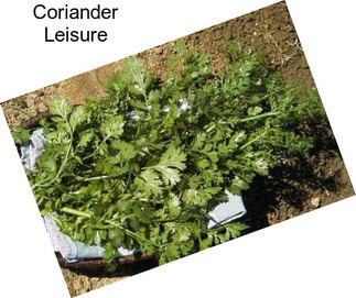 Coriander Leisure