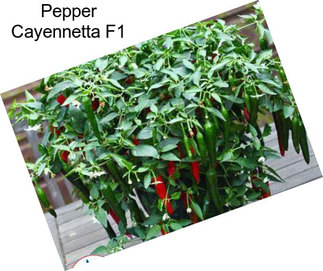 Pepper Cayennetta F1