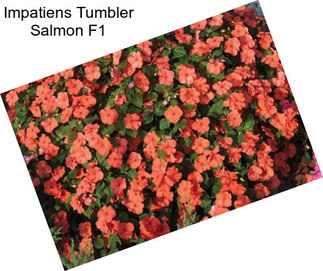 Impatiens Tumbler Salmon F1