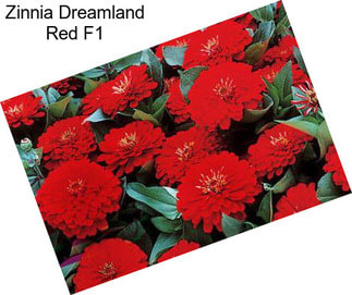 Zinnia Dreamland Red F1