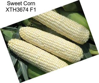 Sweet Corn XTH3674 F1