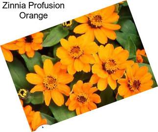 Zinnia Profusion Orange