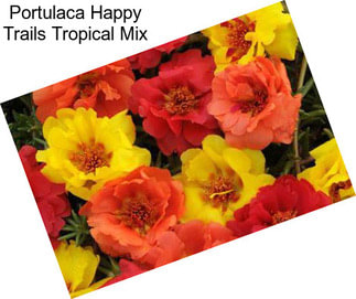 Portulaca Happy Trails Tropical Mix