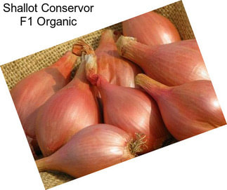 Shallot Conservor F1 Organic