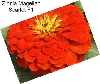 Zinnia Magellan Scarlet F1