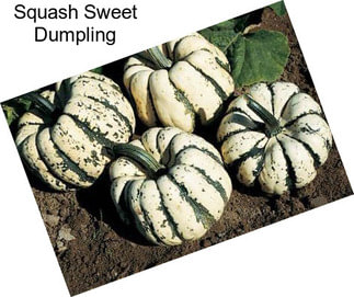 Squash Sweet Dumpling